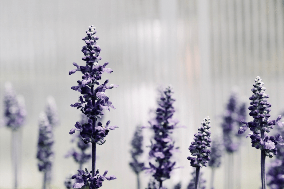 Lavender