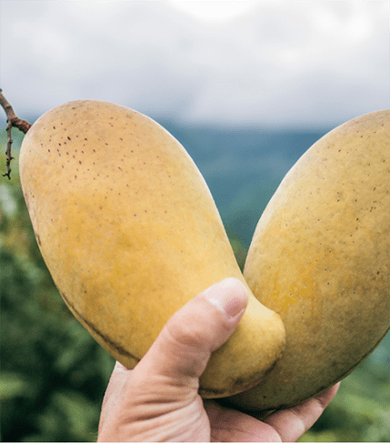 Mango