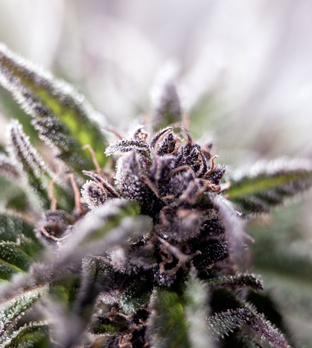Marijuana Flavanoids