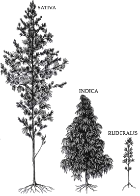 Sativa, indica and rudralis