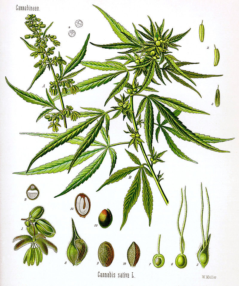 Sativa