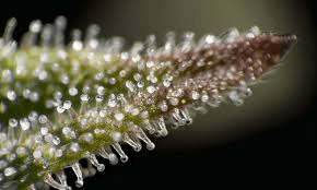 Cannabis plant trichomes