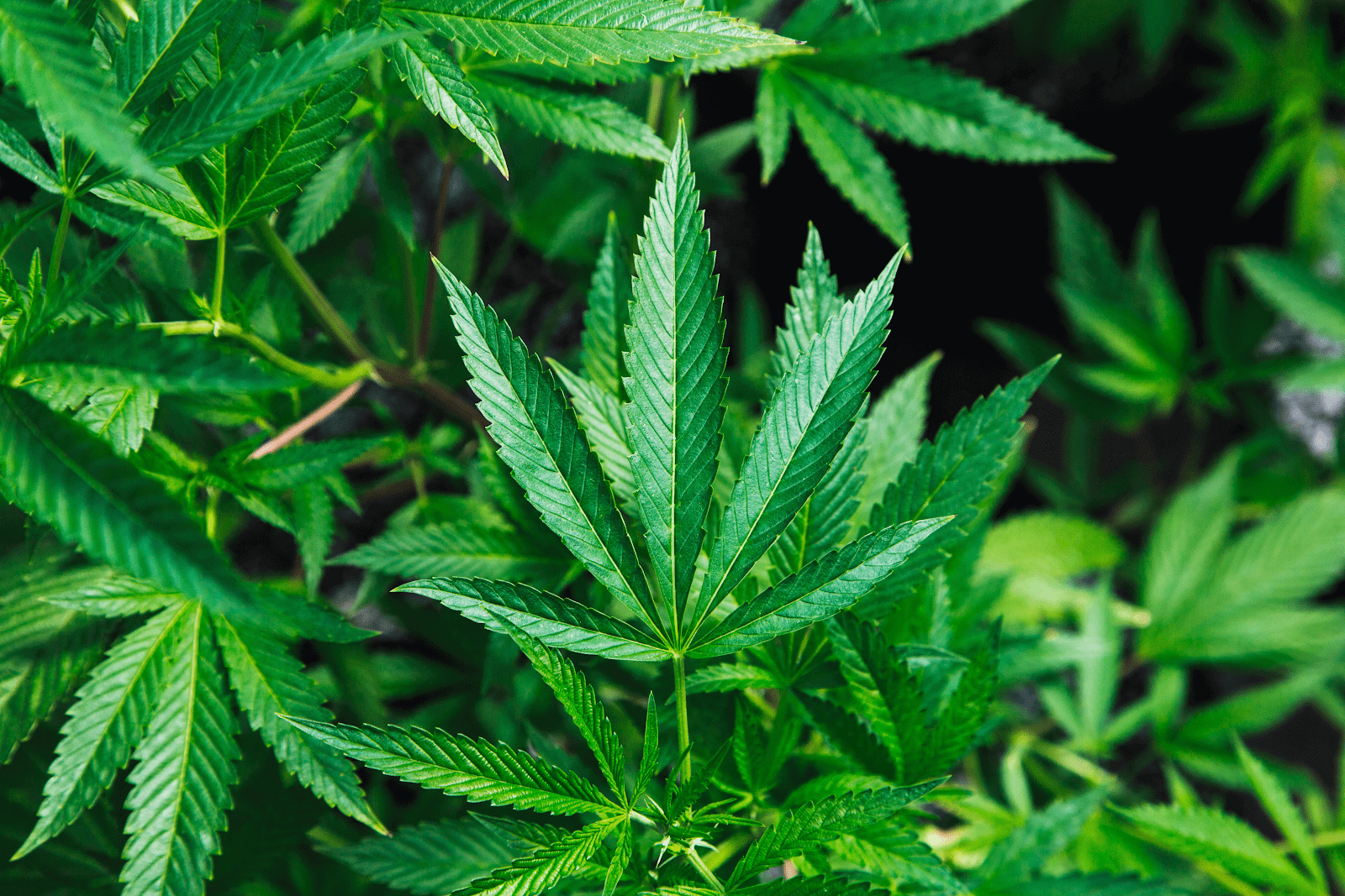 Cannabis