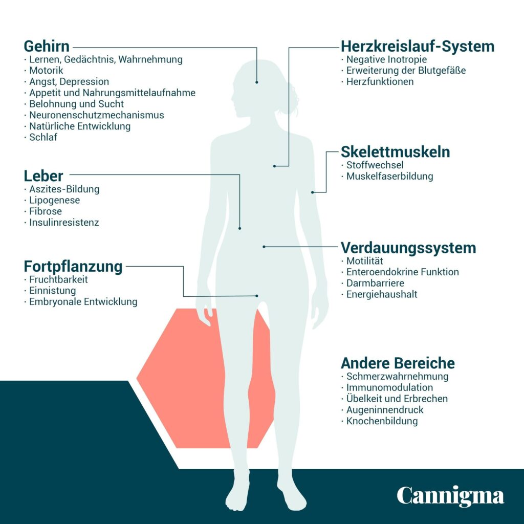 Cannabis und Fruchtbarkeit - Cannigma