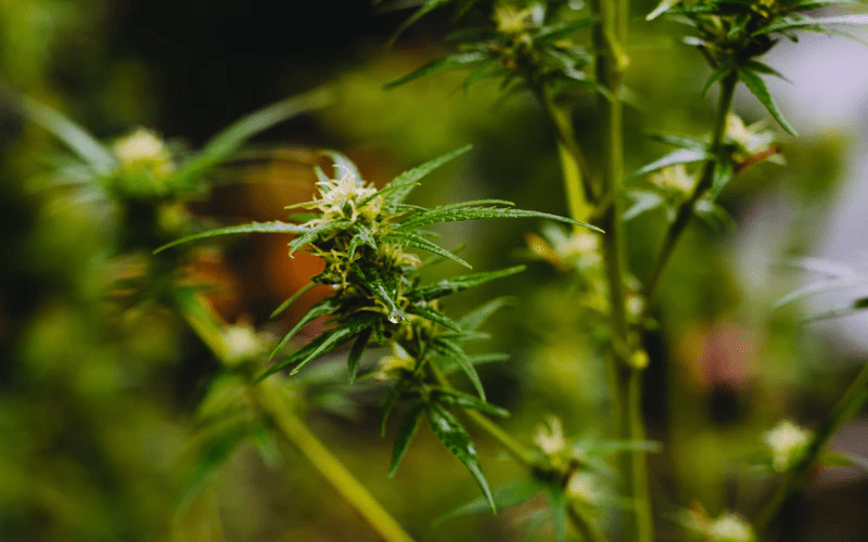 Marihuana