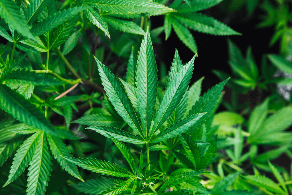 Cannabis leaves