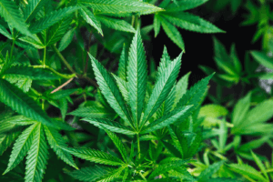 sativa indica Marijuana