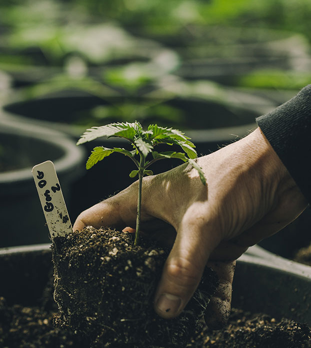 Tending an indoor cannabis plant