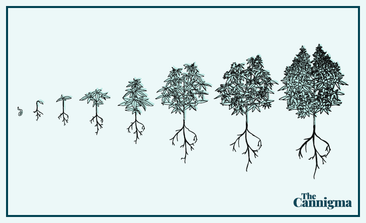 Cannabis cultivation