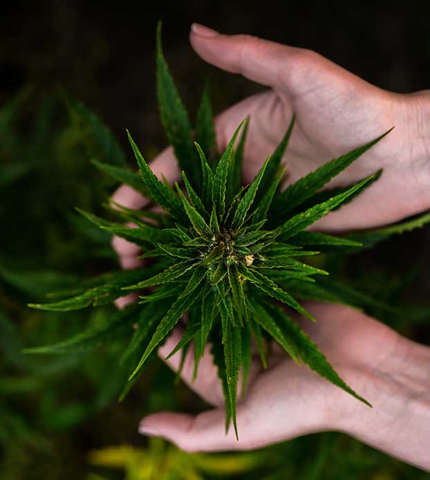 holding cannabis plant