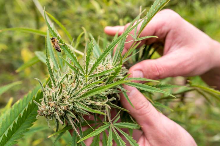 A bee on a cannabis plant