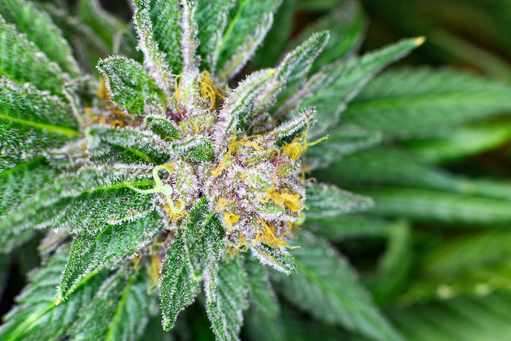 Cannabis flower