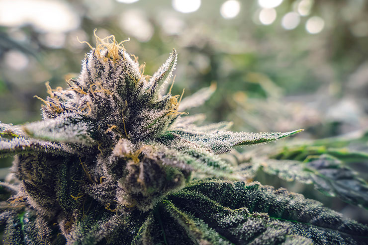 cannabis-trichomes