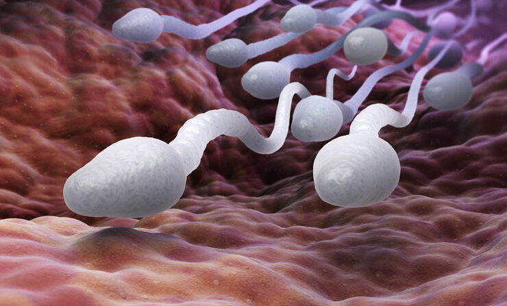 sperm in a Fallopian tube