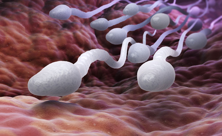 sperm in a Fallopian tube