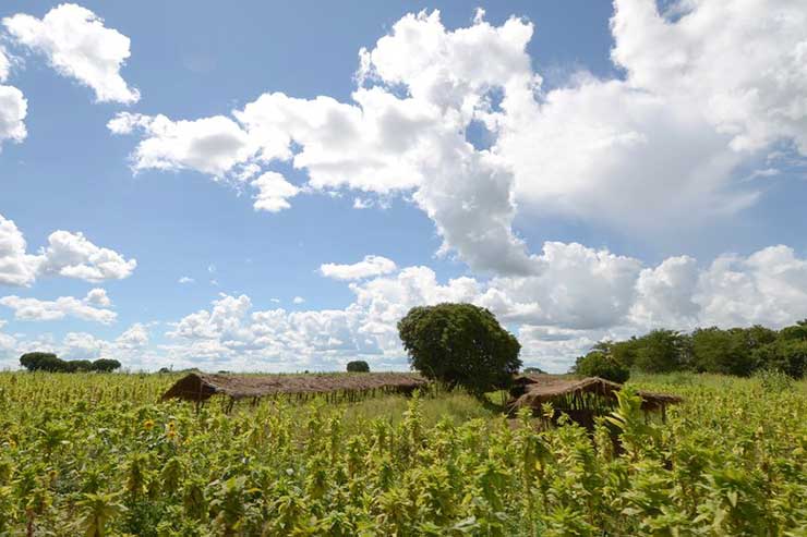 malawi tobacco farm