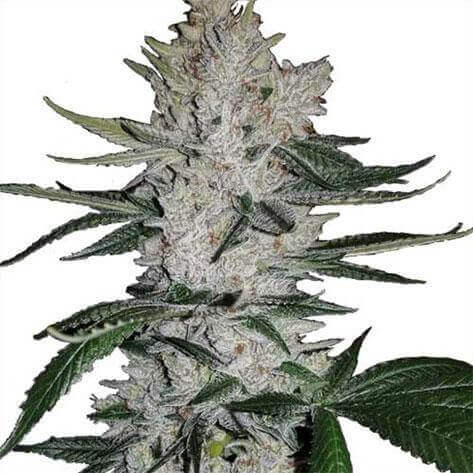 Gorilla Glue cannabis strain