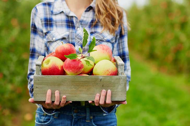Apple orchard
