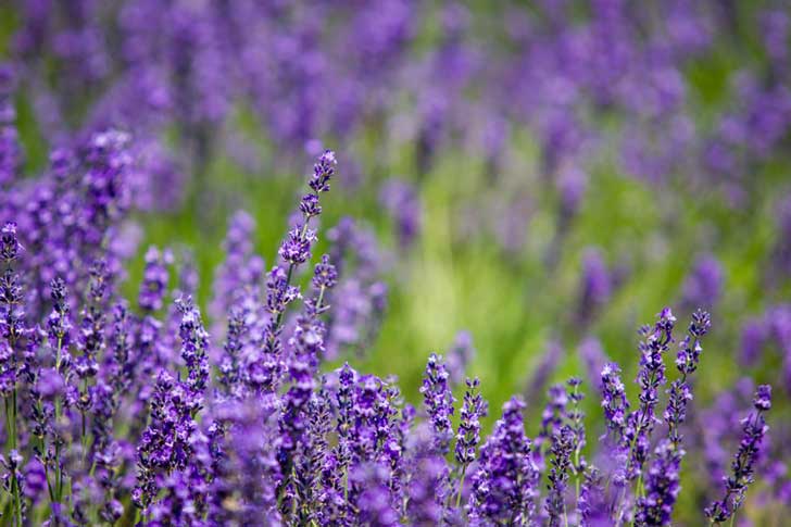 Lavender