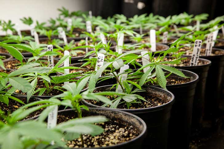 Young cannabis plants.