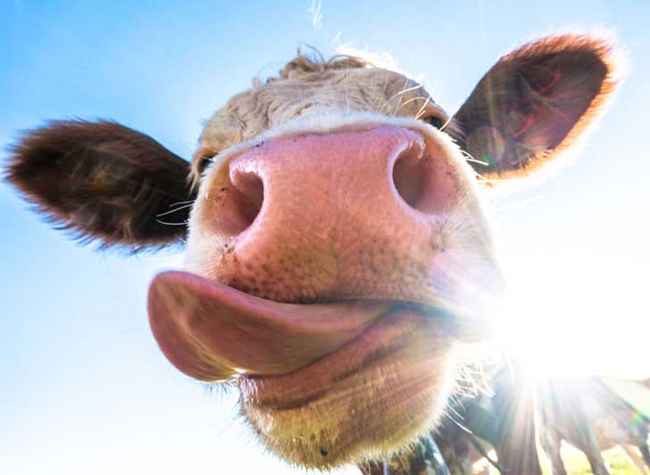 Meth Cow Can You Get High From Eating Hemp-Fed Cows?