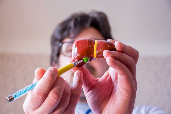 A doctor holds a model of a liver