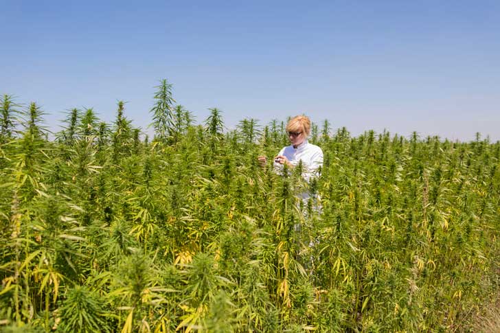 Scientist in a hemp field