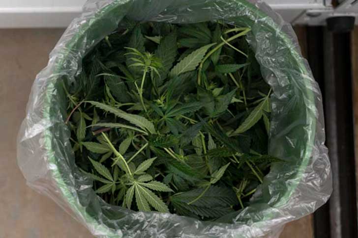 Discard weed trimmings