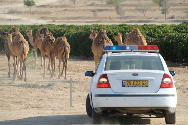 Israeli police and camels