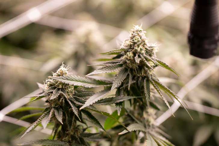 Botões de flor de cannabis