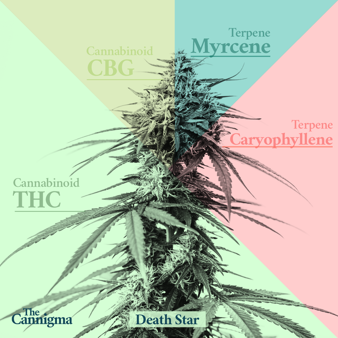 ★✰XTR デス・スターDeath Star☆★ Death Star Weed Strain Review 2025 | The Cannigma