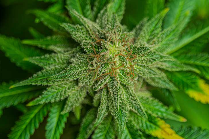 Kush Def What Is Kush Cannabis and How Does It Make You Feel?