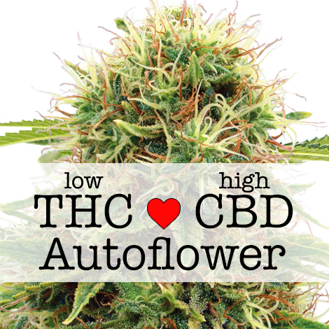 ILGM CBD Kush Autoflower
