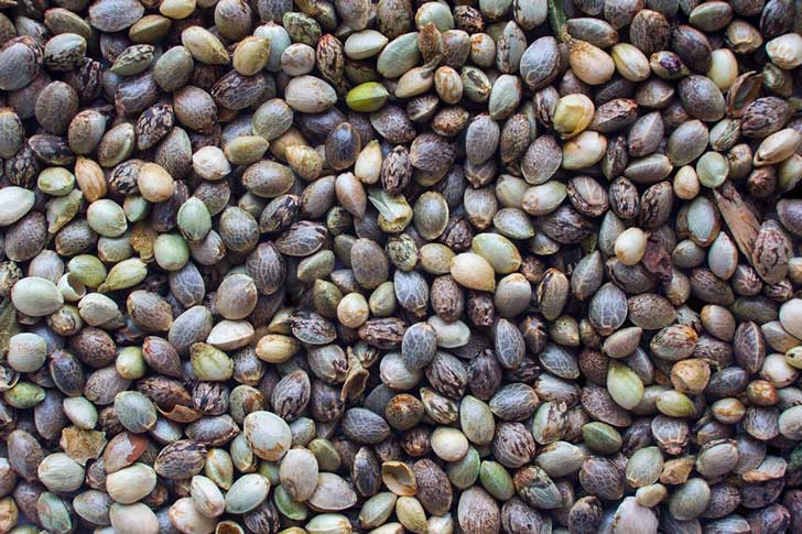 Sementes de cannabis de diferentes cores e qualidades