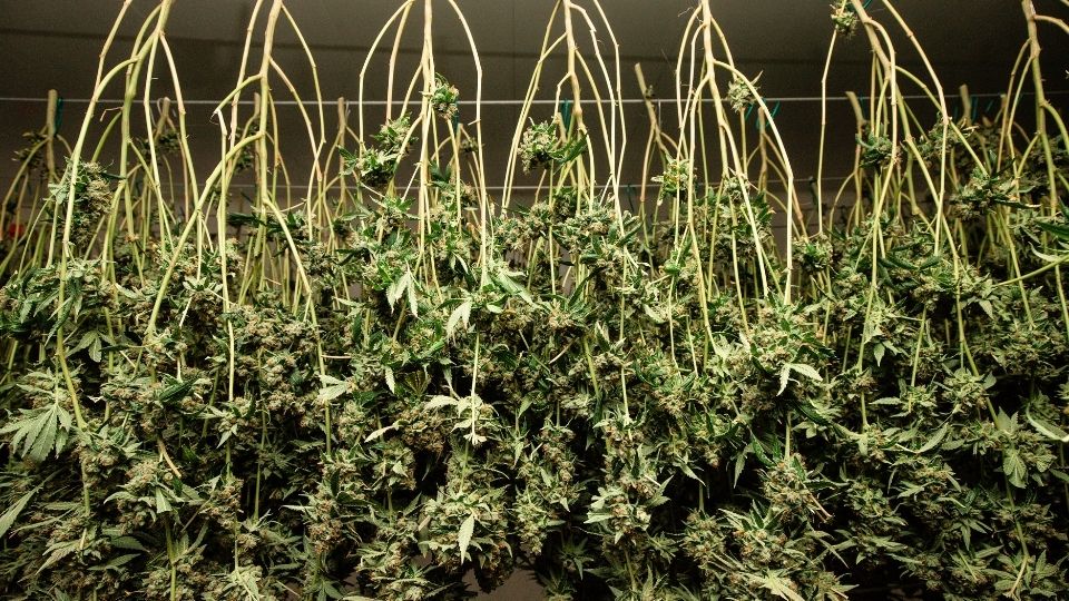 Harvested cannabis plants are hung to dry