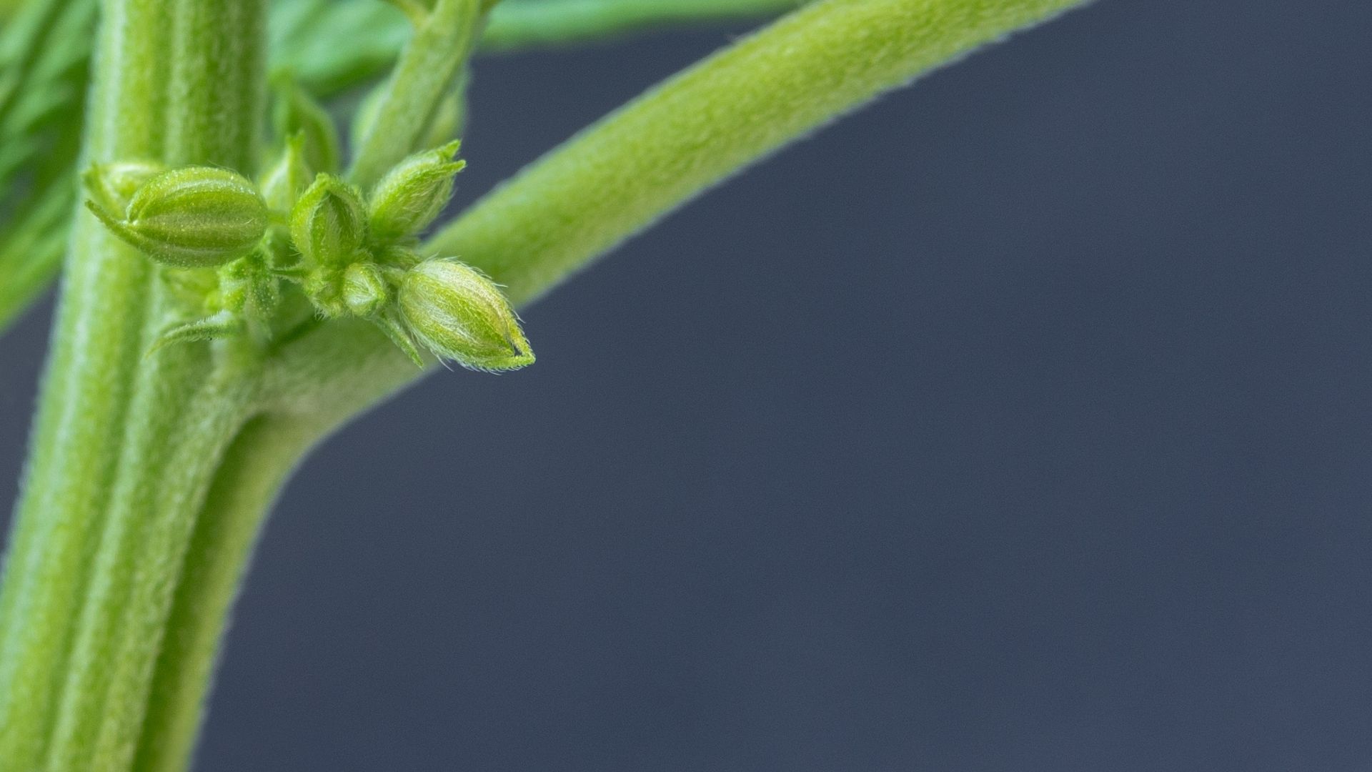 Pollen sacs of a male cannabis plant