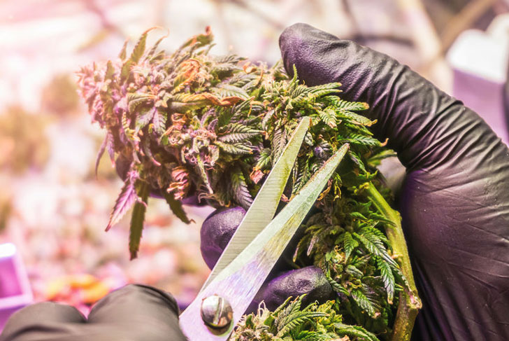 Trimming cannabis buds