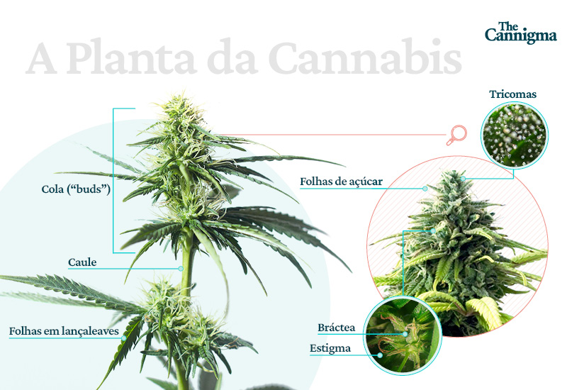 Plantas de cannabis