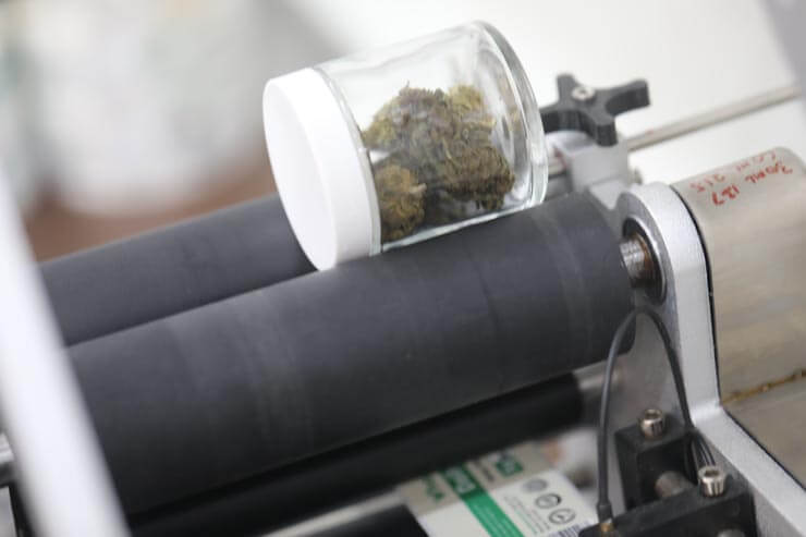 Cannabis being processed in a packing facility