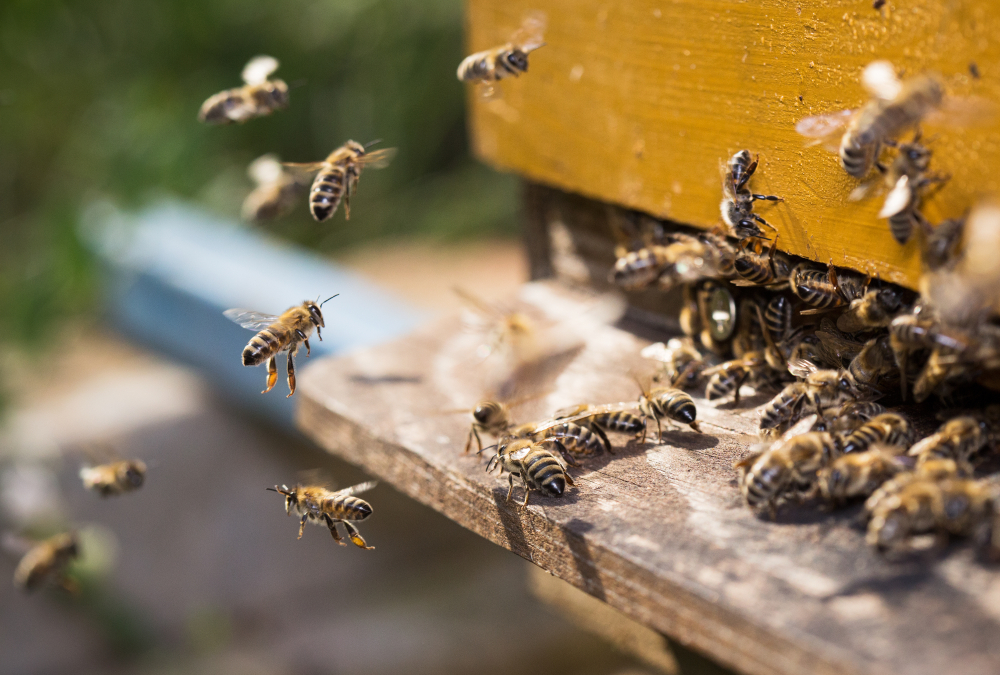 Bees leave their hive