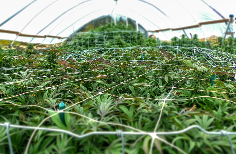 Growing cannabis in a greenhouse 