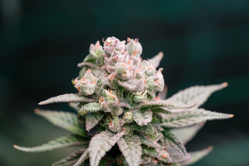 What Are Cannabis Chemovars and Chemotypes? | The Cannigma