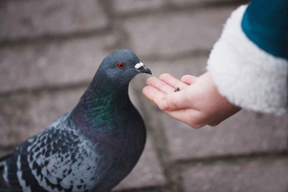 Parece que existe un solo estudio que realmente evaluó la efectividad del delta-10-THC - un experimento realizado en palomas que aparentemente no quedaban drogadas. Obviamente, los humanos no son palomas. (Shutterstock)