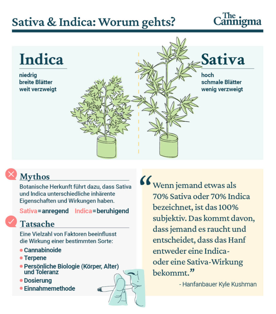 Indica vs Sativa: Unterschiede, Ähnlichkeiten, Pflanzen, Mythen und Fakten
