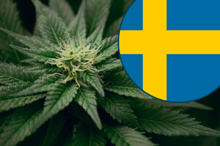 Is Weed Legal in Sweden? 2025 Marijuana Laws | The Cannigma