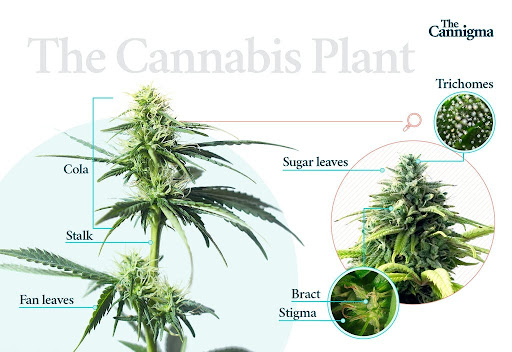 The cannabis plant