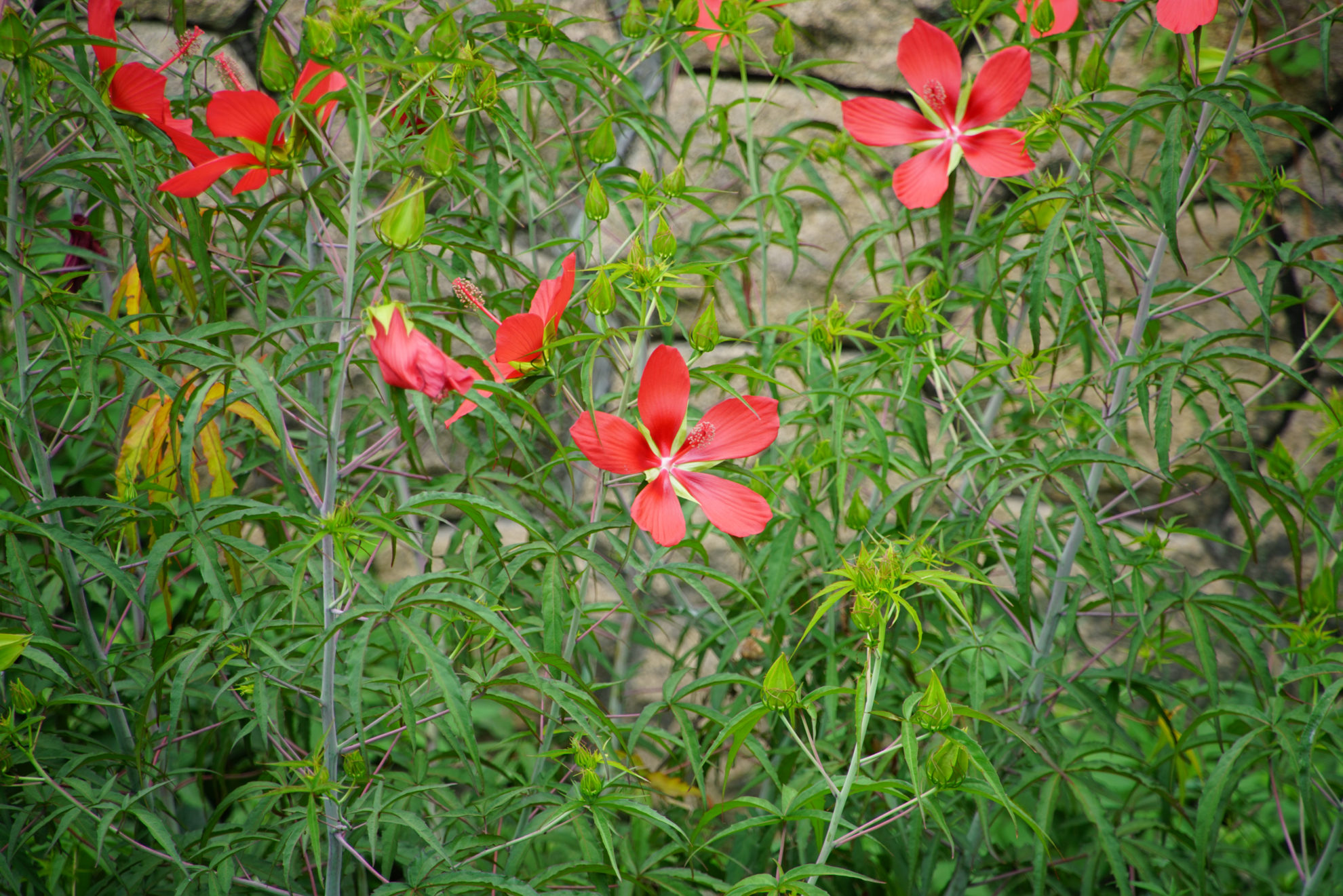 Scarlet Rosemallow/ Texas Star 