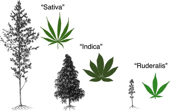 Cannabis ruderalis and its game-changing autoflowering trait | The Cannigma