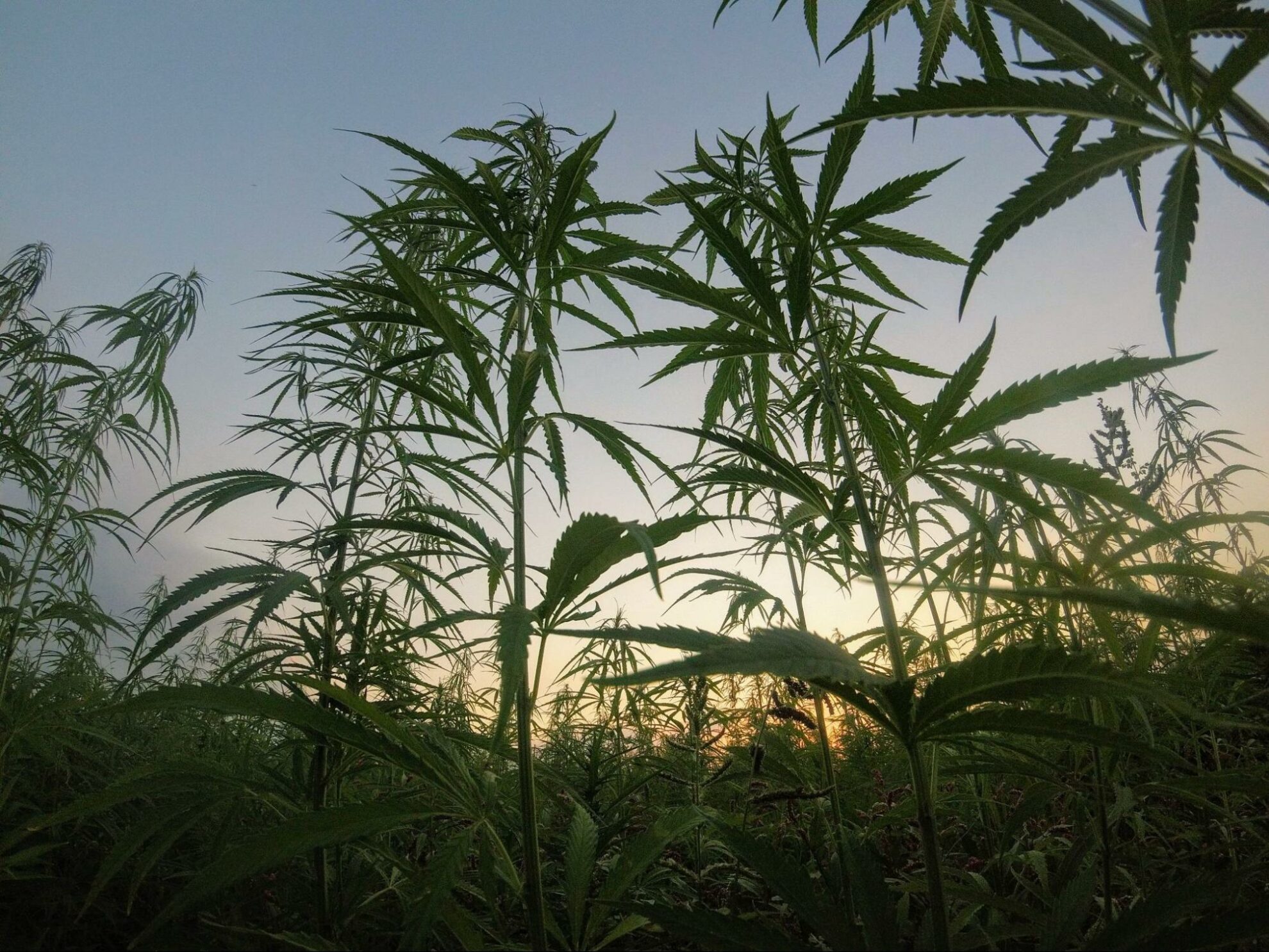 9 Environmental Factors Of Cannabis Growth And Development The Cannigma 9 Environmental Factors Of Cannabis Growth And Development The Cannigma