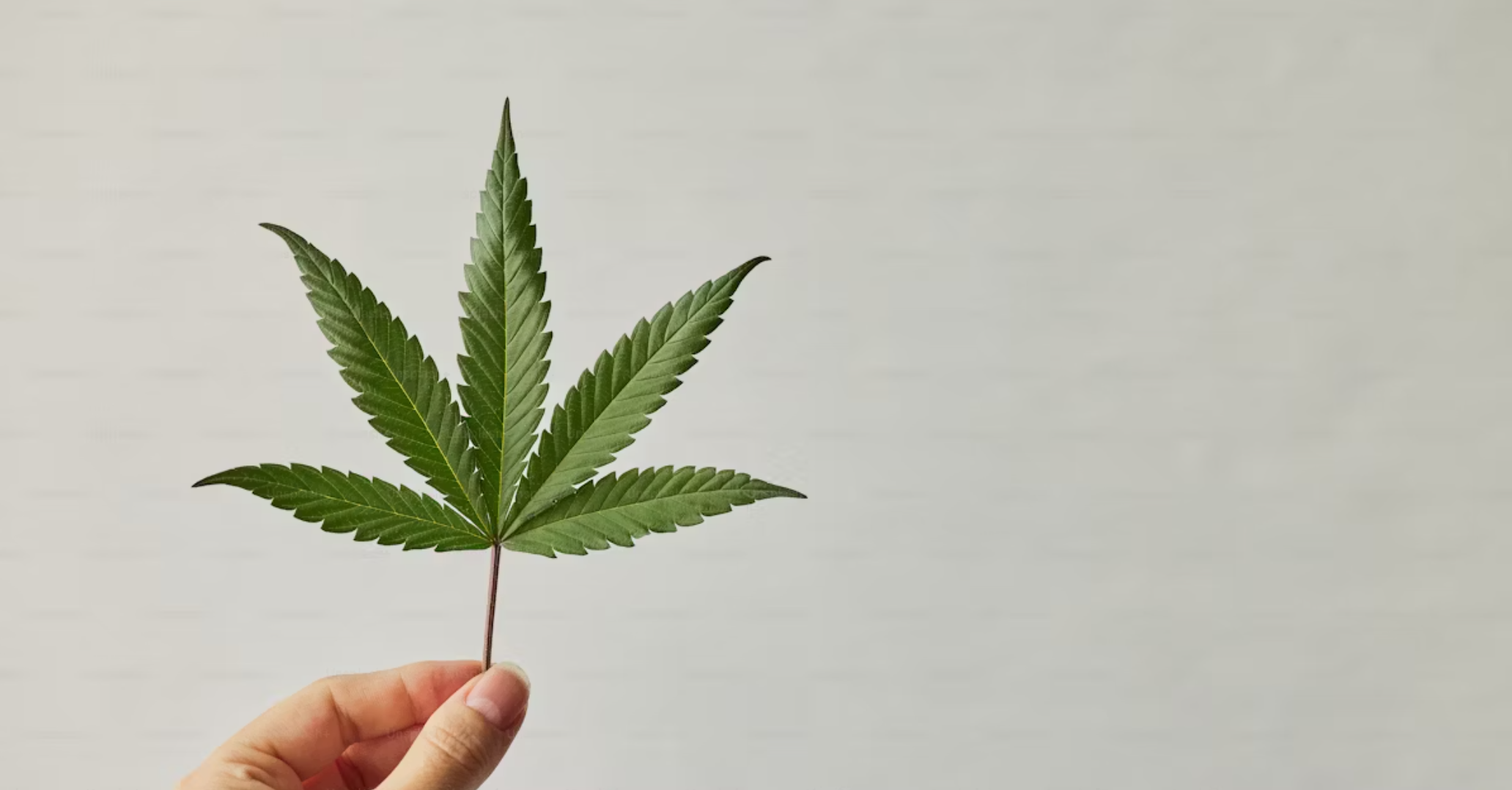 Cannabis Laws In Idaho The Cannigma Cannabis Laws In Idaho The Cannigma